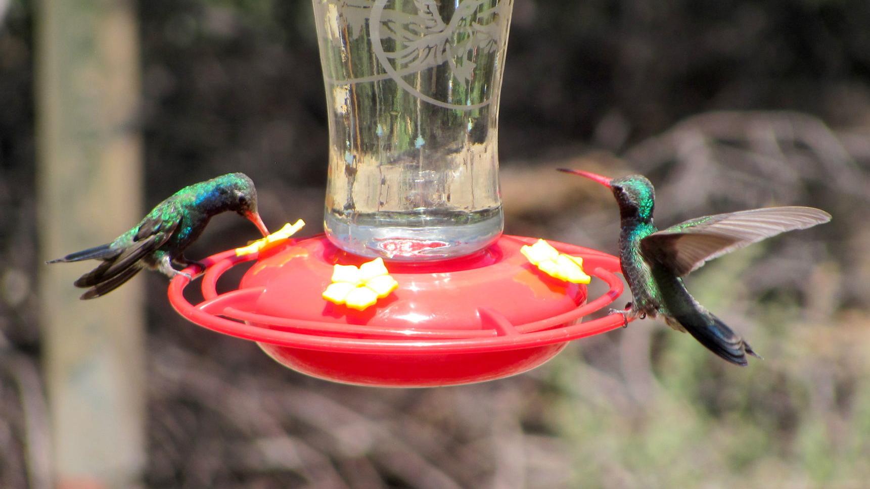 Tiny and huge birds will get your attention in Madera Canyon